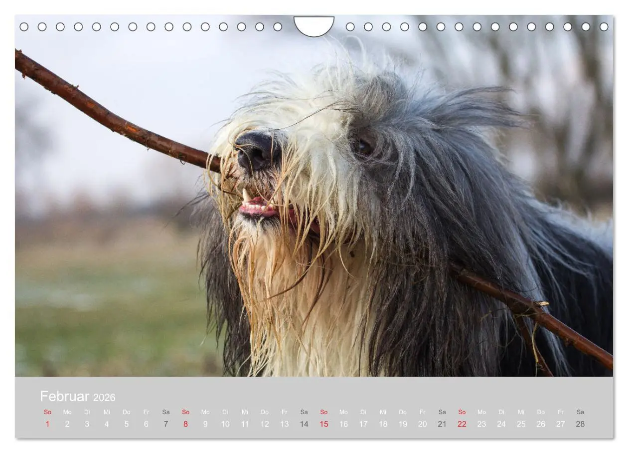 Bild: 9783457892640 | BEARDED COLLIES 2026 (Wandkalender 2026 DIN A4 quer), CALVENDO...