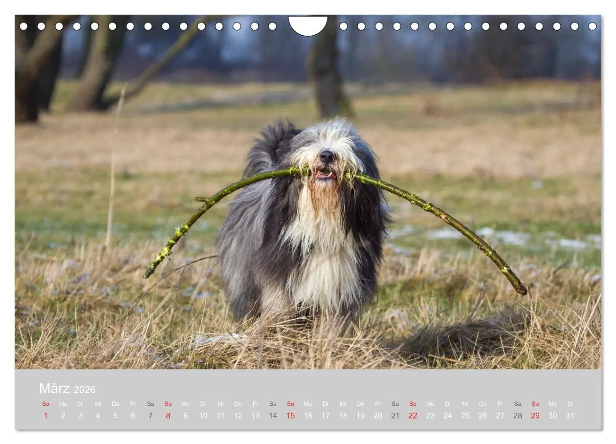 Bild: 9783457892640 | BEARDED COLLIES 2026 (Wandkalender 2026 DIN A4 quer), CALVENDO...