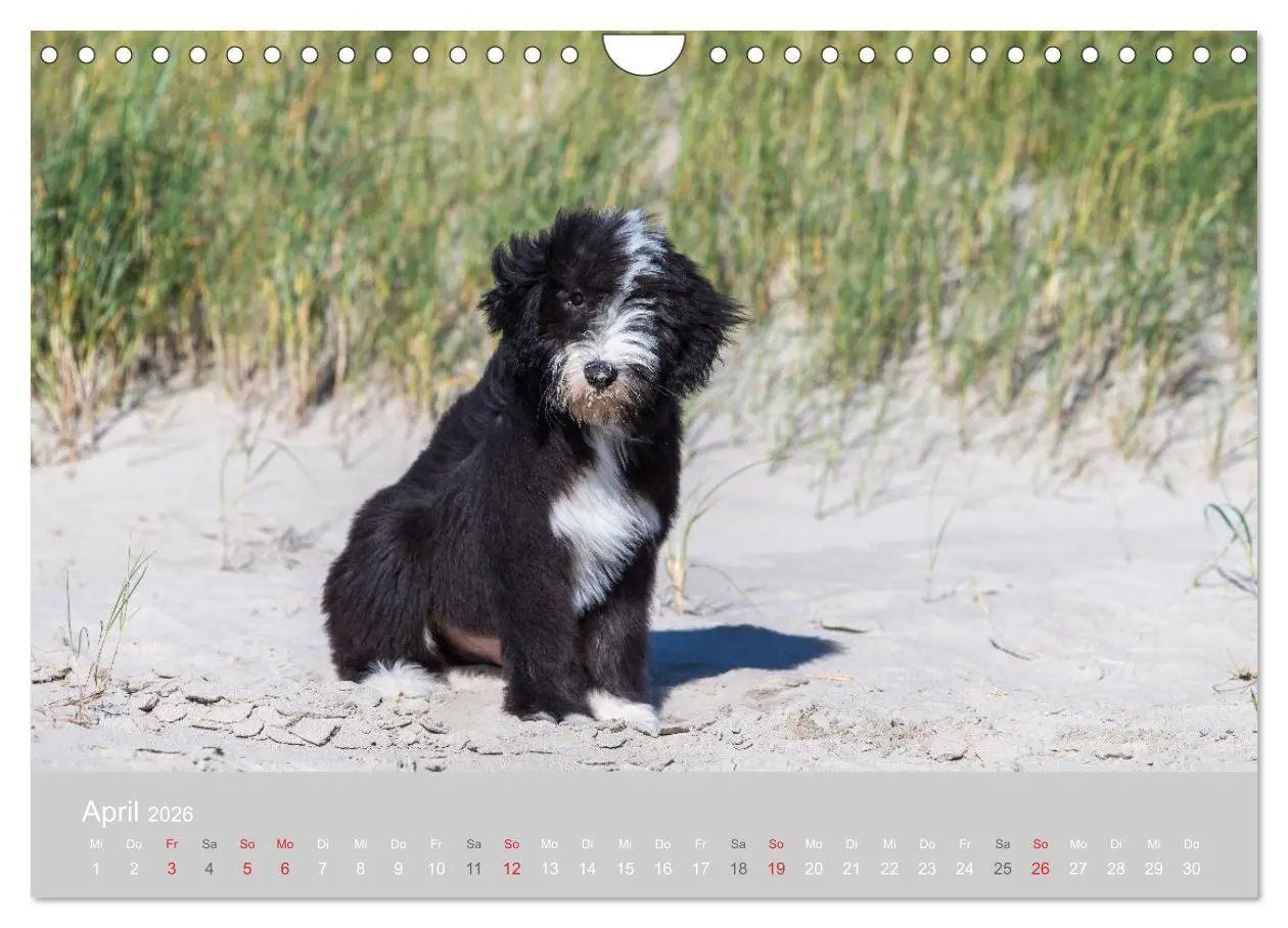 Bild: 9783457892640 | BEARDED COLLIES 2026 (Wandkalender 2026 DIN A4 quer), CALVENDO...