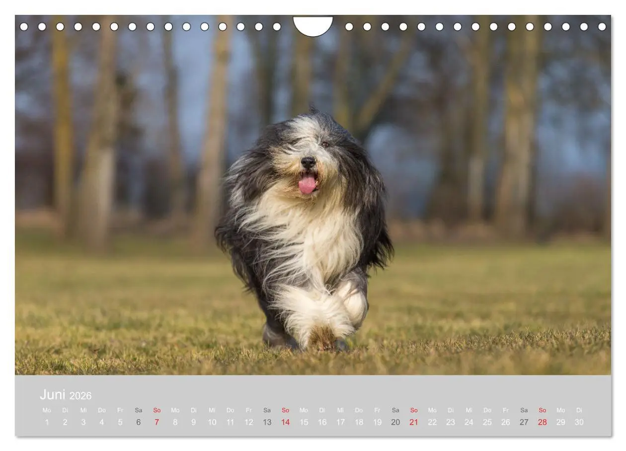Bild: 9783457892640 | BEARDED COLLIES 2026 (Wandkalender 2026 DIN A4 quer), CALVENDO...
