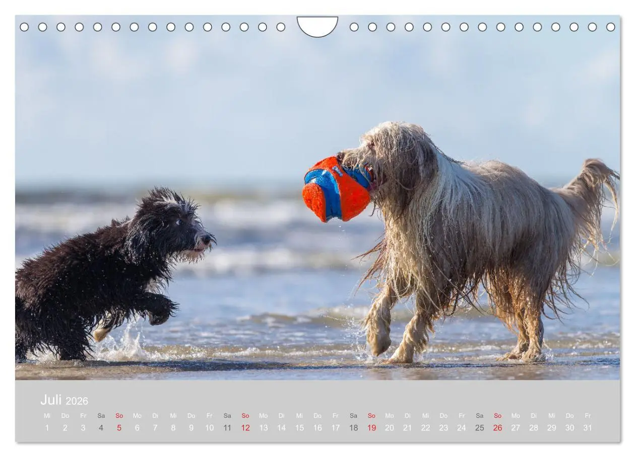 Bild: 9783457892640 | BEARDED COLLIES 2026 (Wandkalender 2026 DIN A4 quer), CALVENDO...