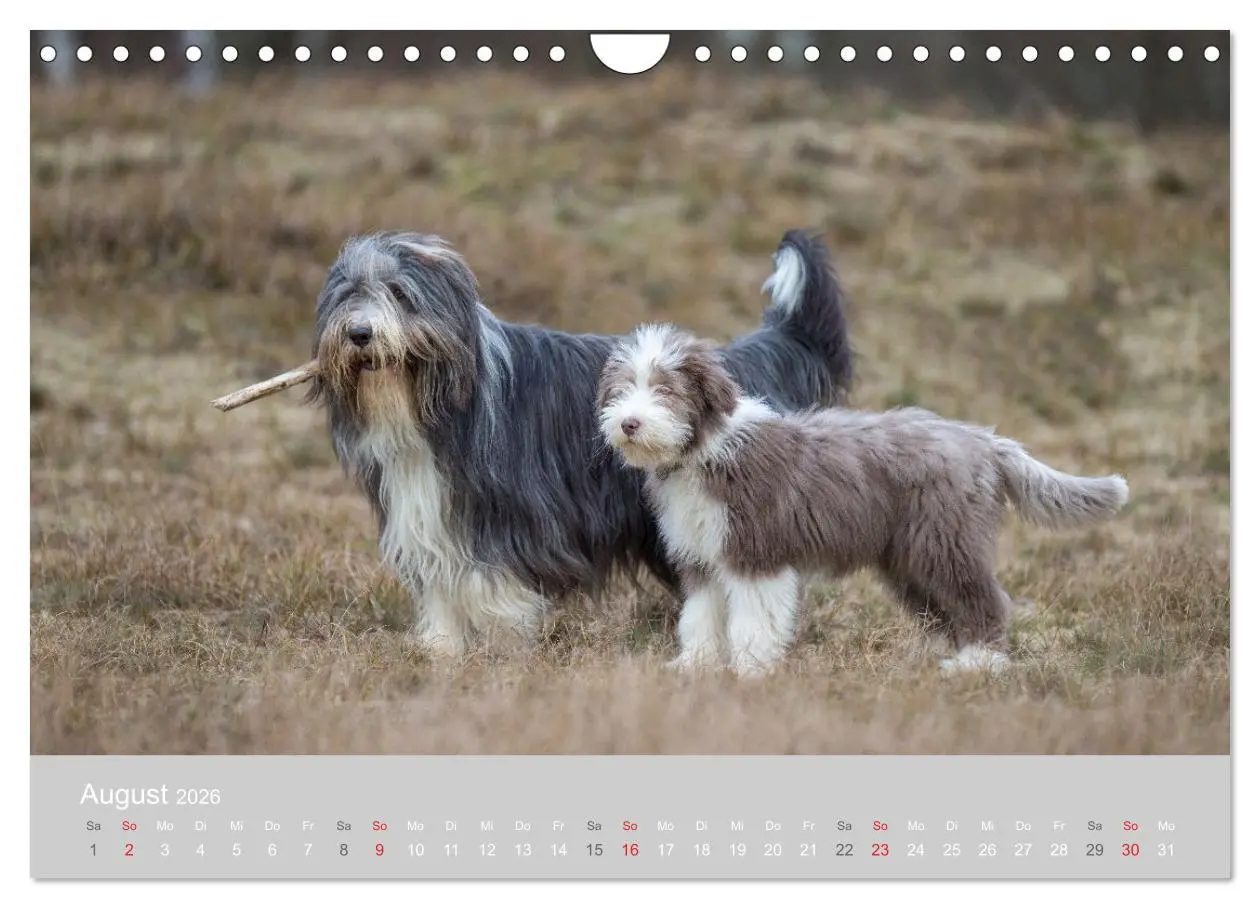 Bild: 9783457892640 | BEARDED COLLIES 2026 (Wandkalender 2026 DIN A4 quer), CALVENDO...