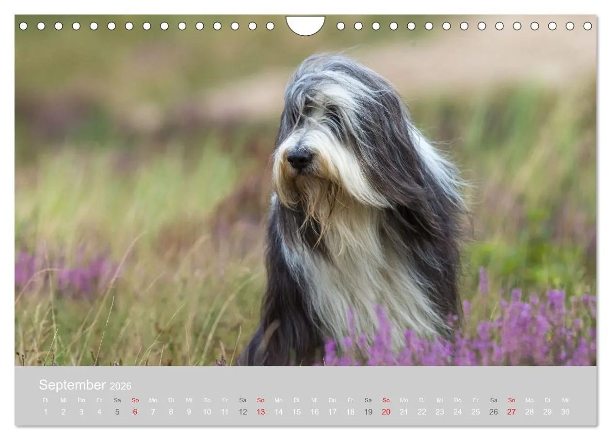Bild: 9783457892640 | BEARDED COLLIES 2026 (Wandkalender 2026 DIN A4 quer), CALVENDO...