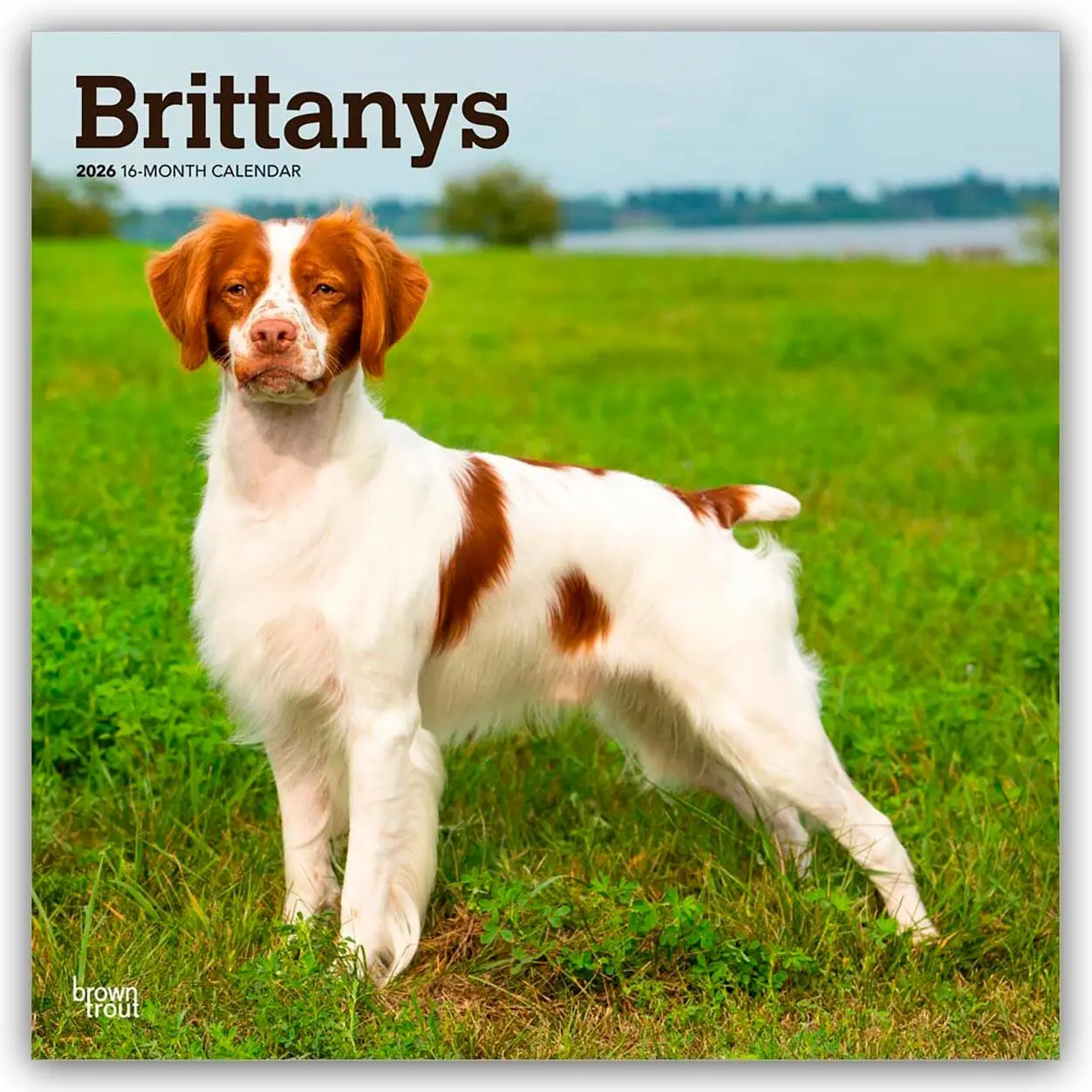Cover: 9798330702640 | Brittanys - Bretonischer Vorstehhund 2026 - 16-Monatskalender | 2026
