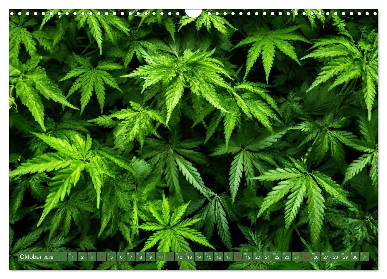 Bild: 9783457402740 | Faszination Cannabis (Wandkalender 2026 DIN A3 quer), CALVENDO...