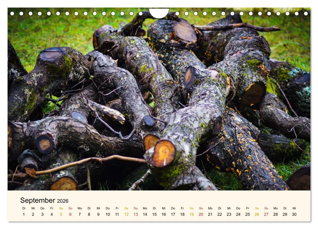 Bild: 9783457632840 | Faszination Holz (Wandkalender 2026 DIN A4 quer), CALVENDO...