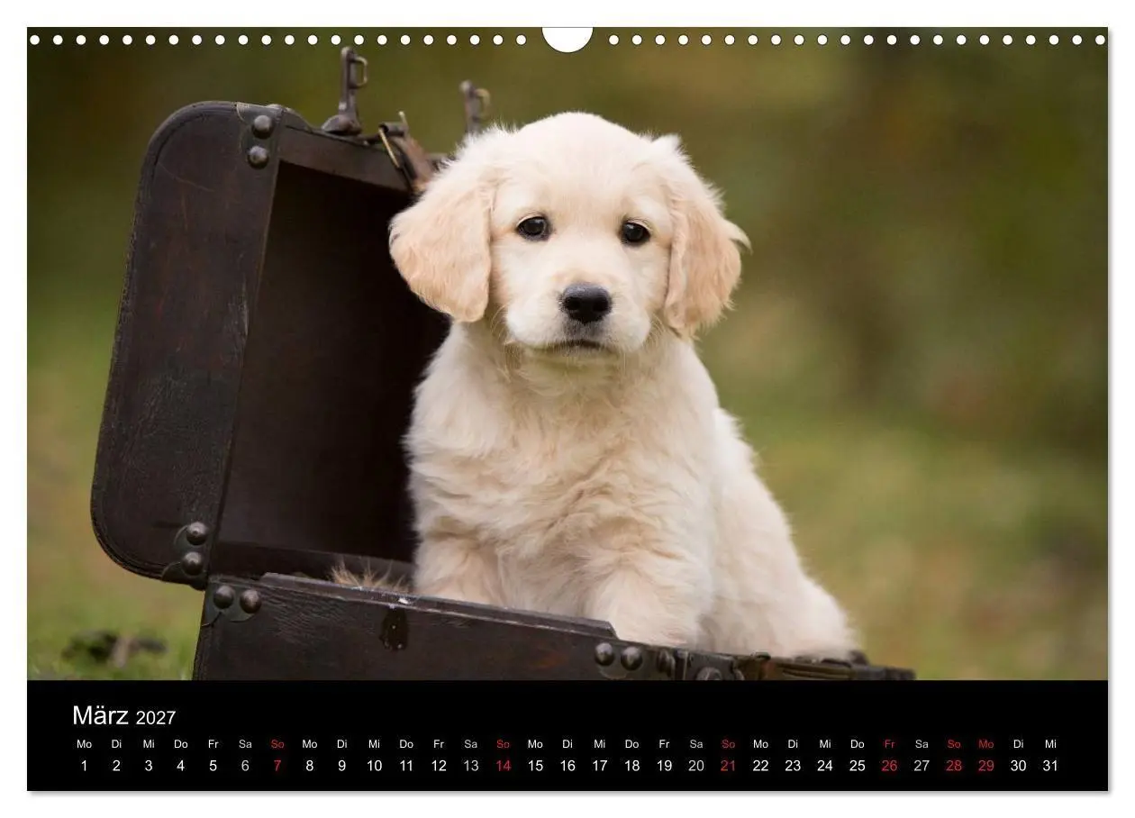 Bild: 9783594242940 | Hundewelpen (Wandkalender 2027 DIN A3 quer), CALVENDO Monatskalender