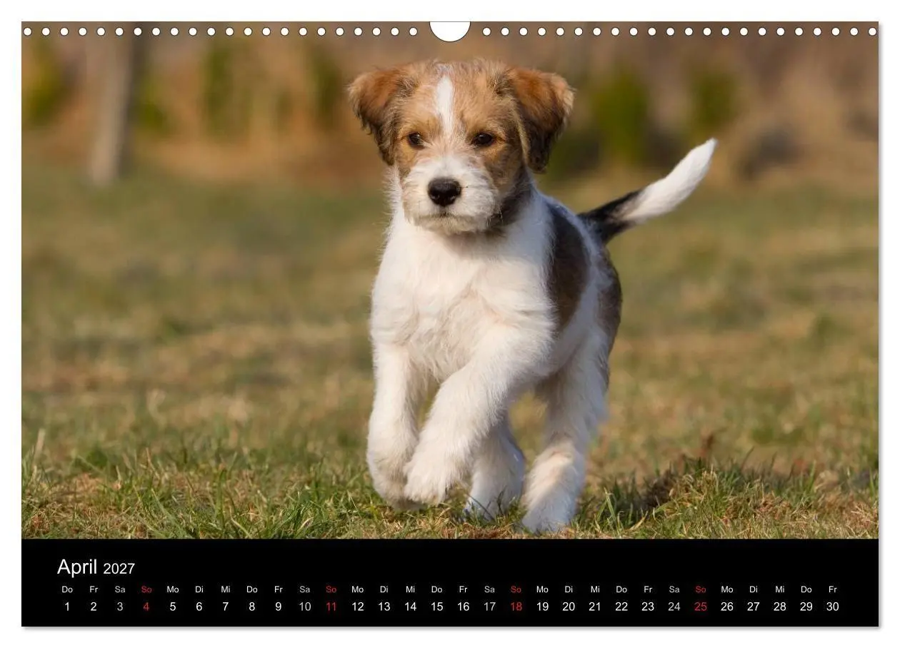 Bild: 9783594242940 | Hundewelpen (Wandkalender 2027 DIN A3 quer), CALVENDO Monatskalender
