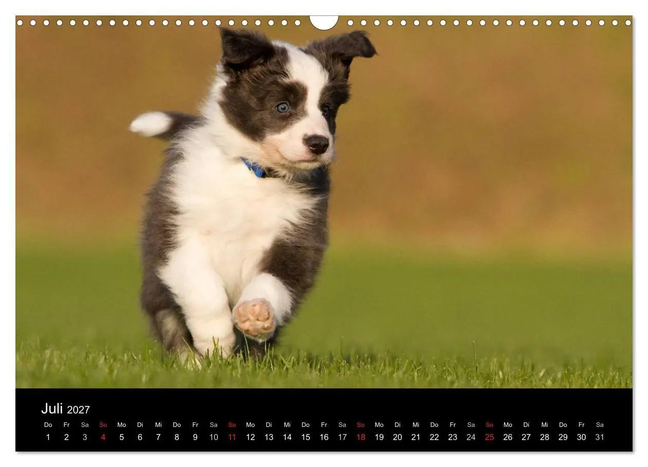 Bild: 9783594242940 | Hundewelpen (Wandkalender 2027 DIN A3 quer), CALVENDO Monatskalender