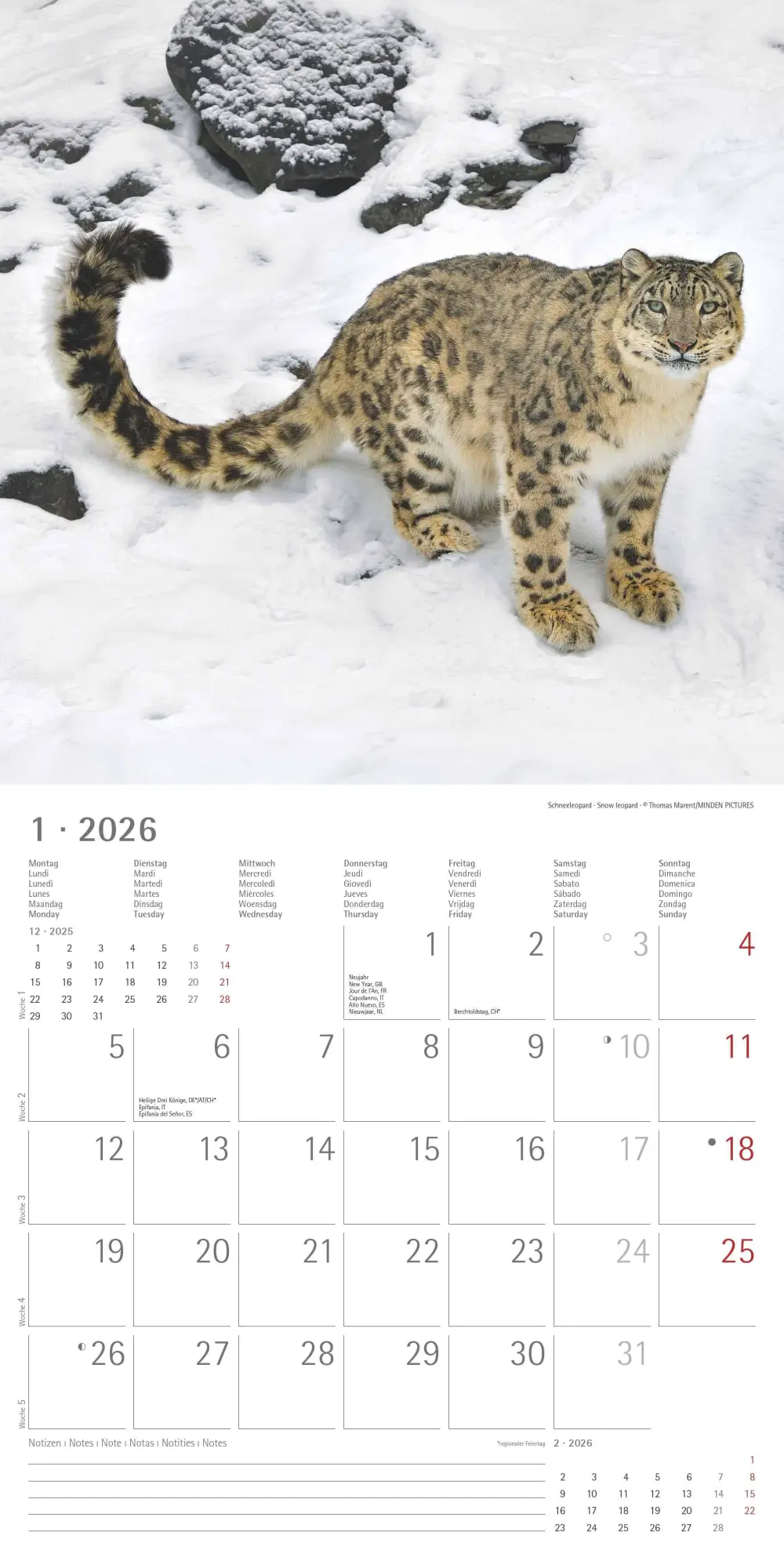 Bild: 4069095003040 | Big Cats 2026 - Broschürenkalender 30x30 cm (30x60 geöffnet) -...