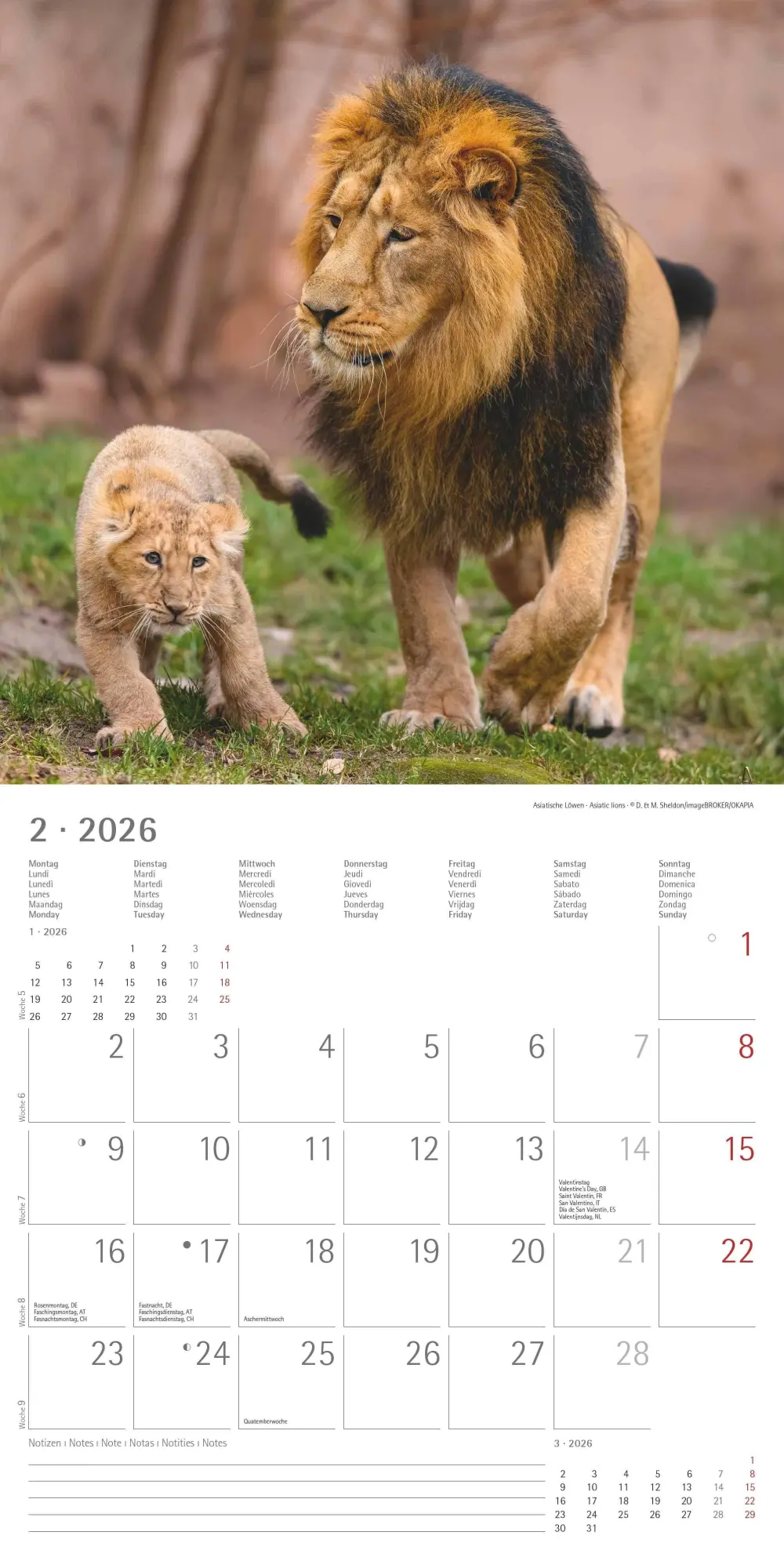 Bild: 4069095003040 | Big Cats 2026 - Broschürenkalender 30x30 cm (30x60 geöffnet) -...