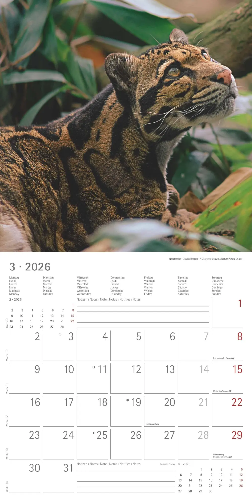 Bild: 4069095003040 | Big Cats 2026 - Broschürenkalender 30x30 cm (30x60 geöffnet) -...