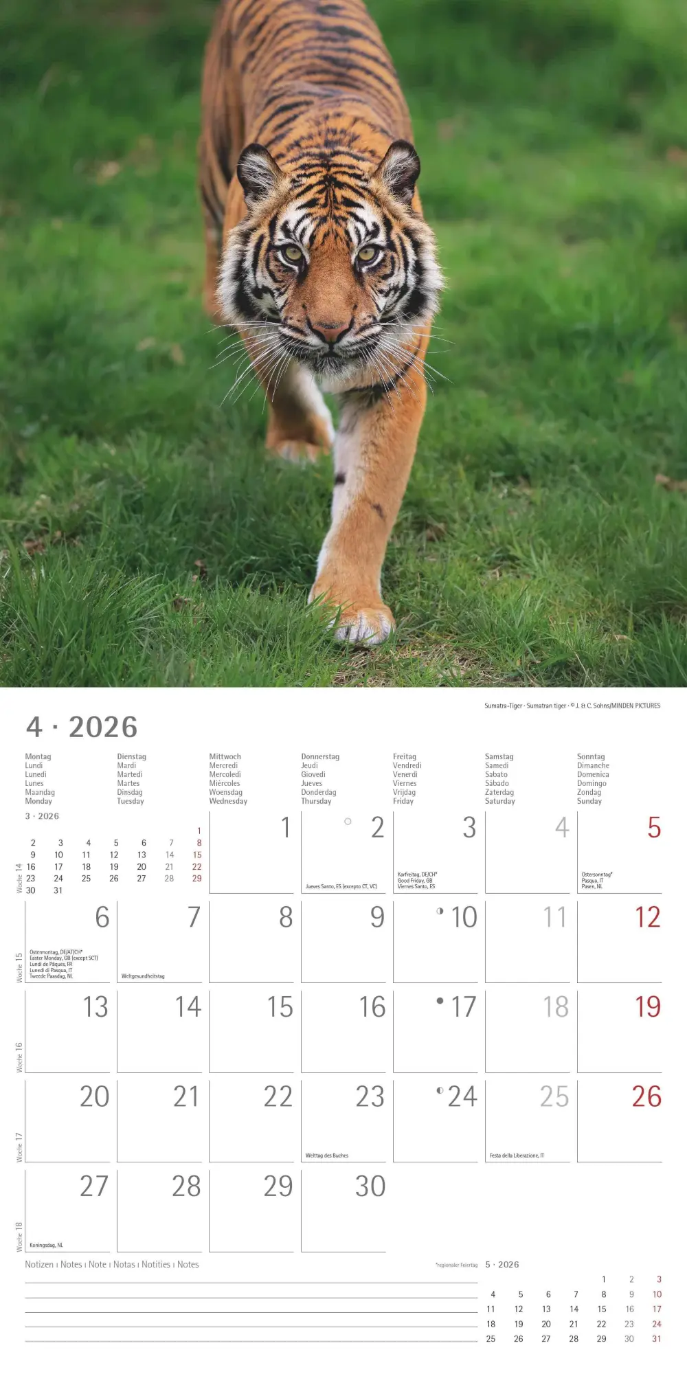 Bild: 4069095003040 | Big Cats 2026 - Broschürenkalender 30x30 cm (30x60 geöffnet) -...
