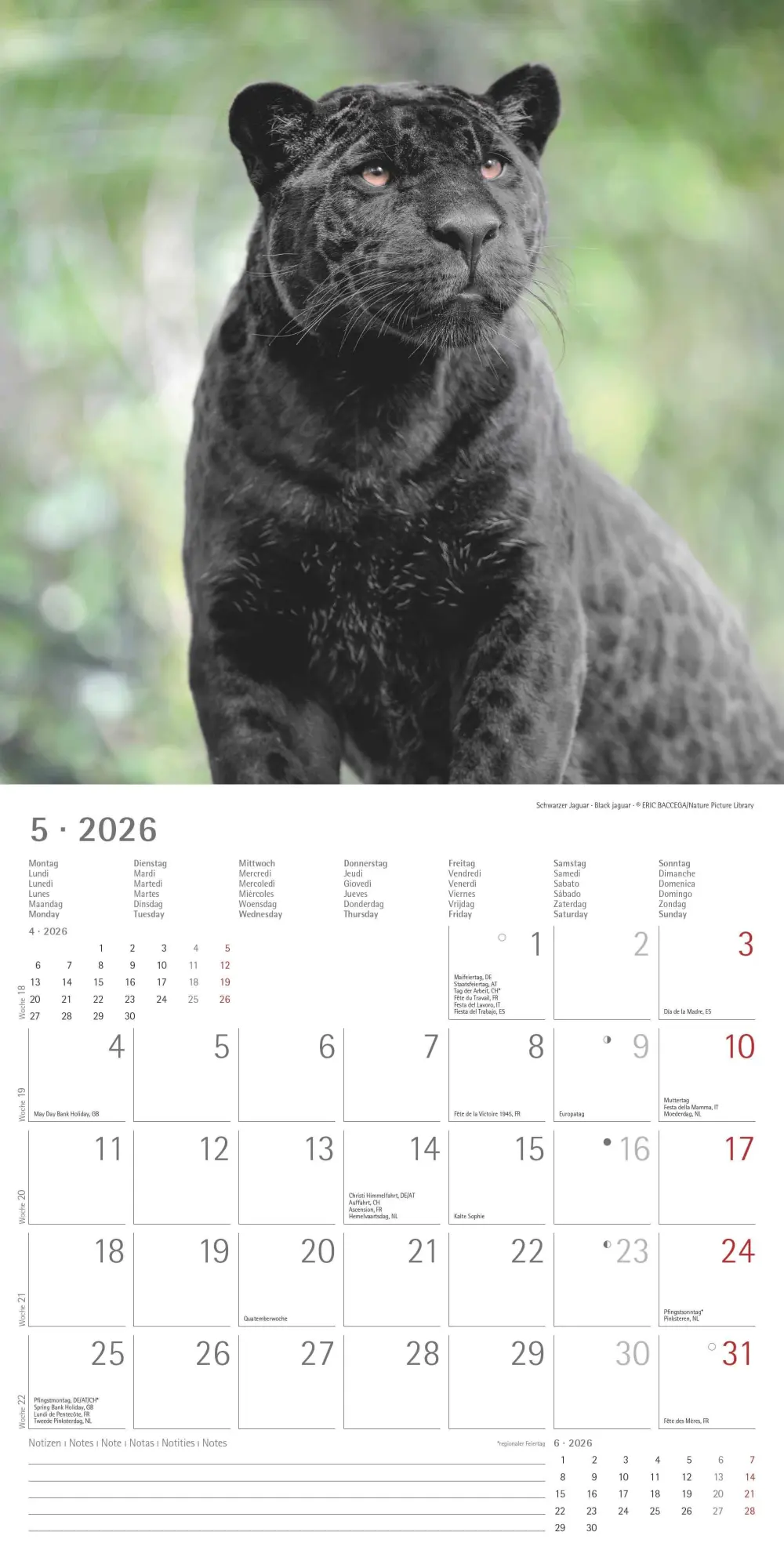 Bild: 4069095003040 | Big Cats 2026 - Broschürenkalender 30x30 cm (30x60 geöffnet) -...
