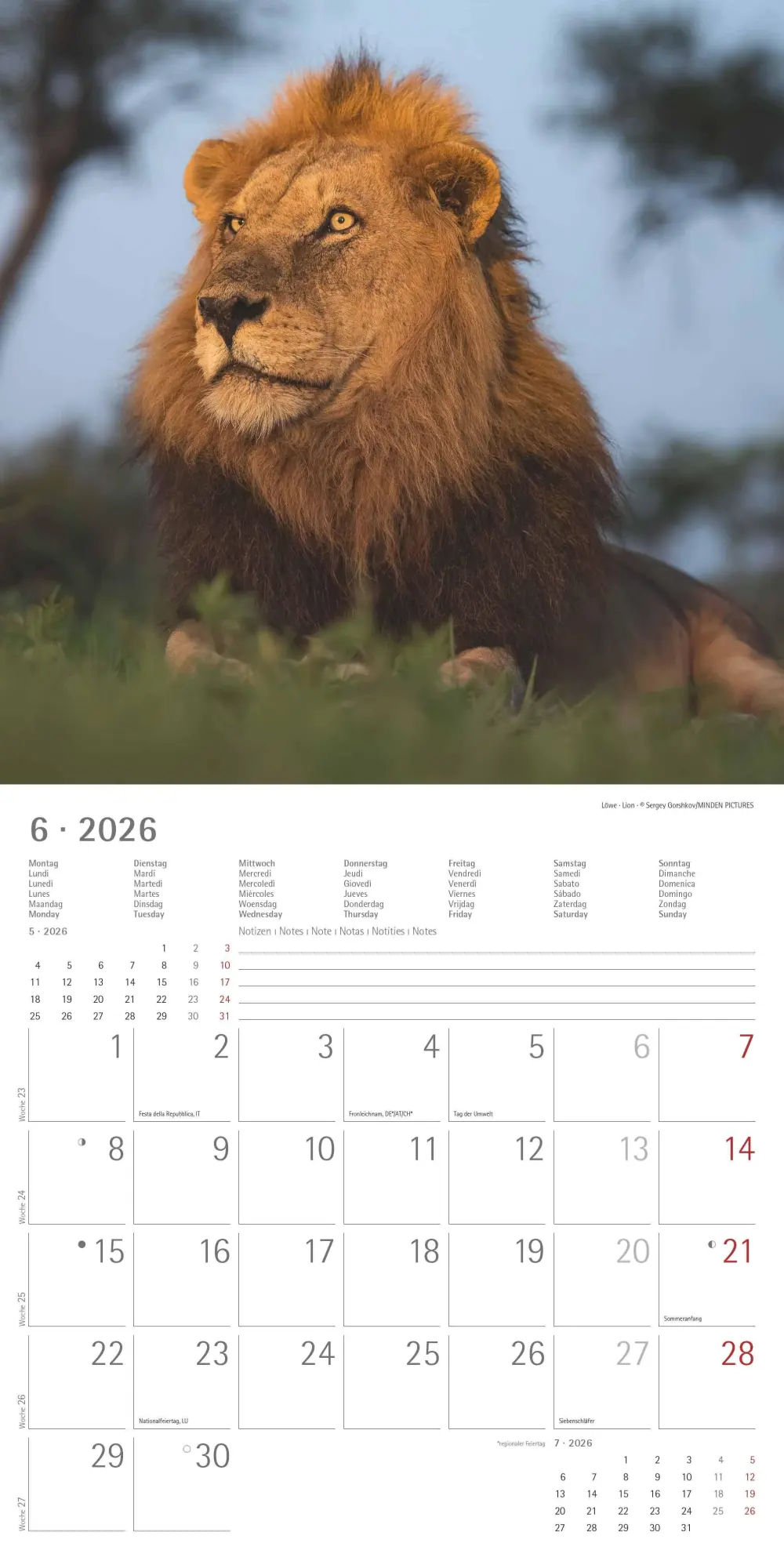 Bild: 4069095003040 | Big Cats 2026 - Broschürenkalender 30x30 cm (30x60 geöffnet) -...