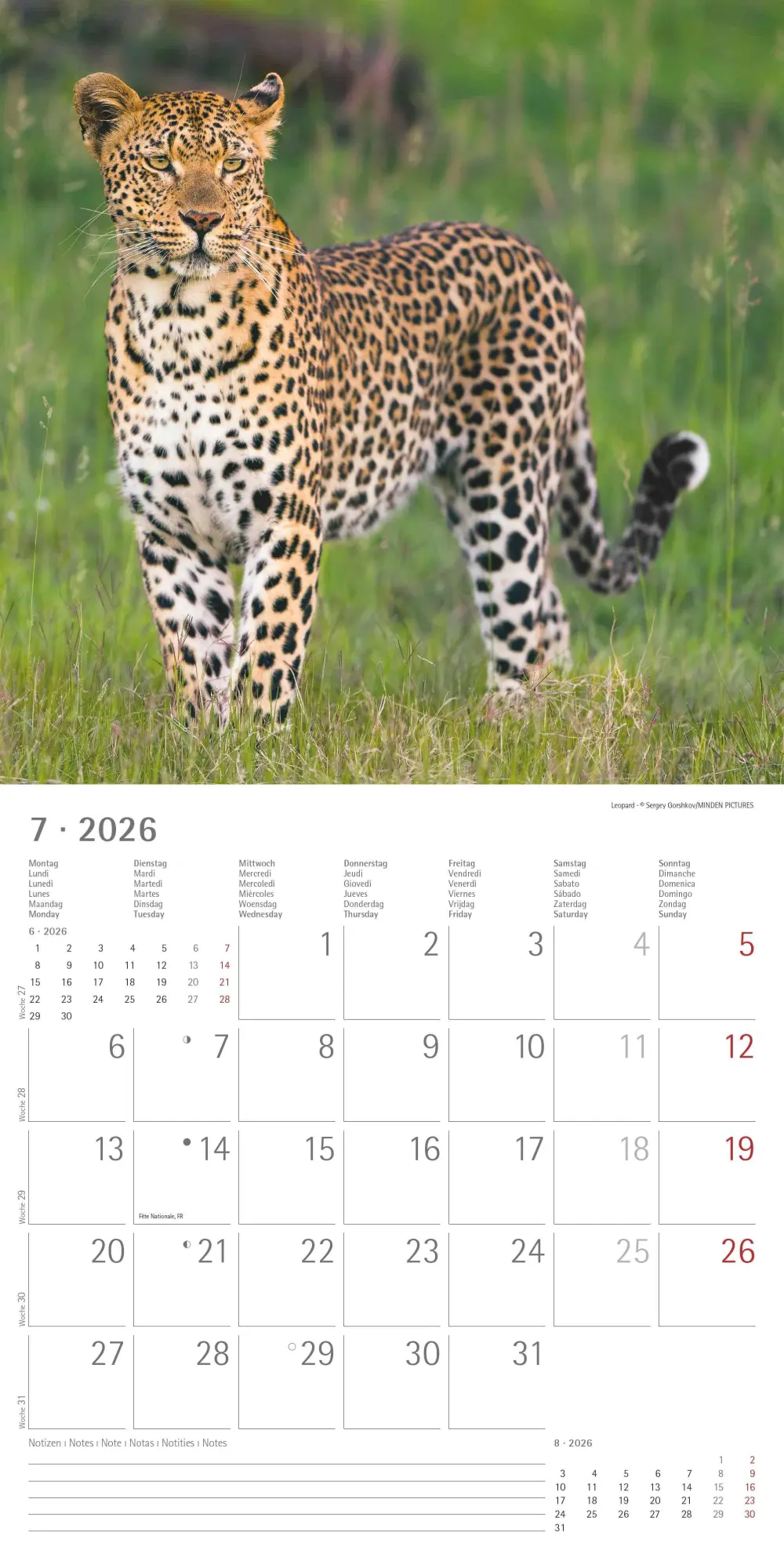 Bild: 4069095003040 | Big Cats 2026 - Broschürenkalender 30x30 cm (30x60 geöffnet) -...