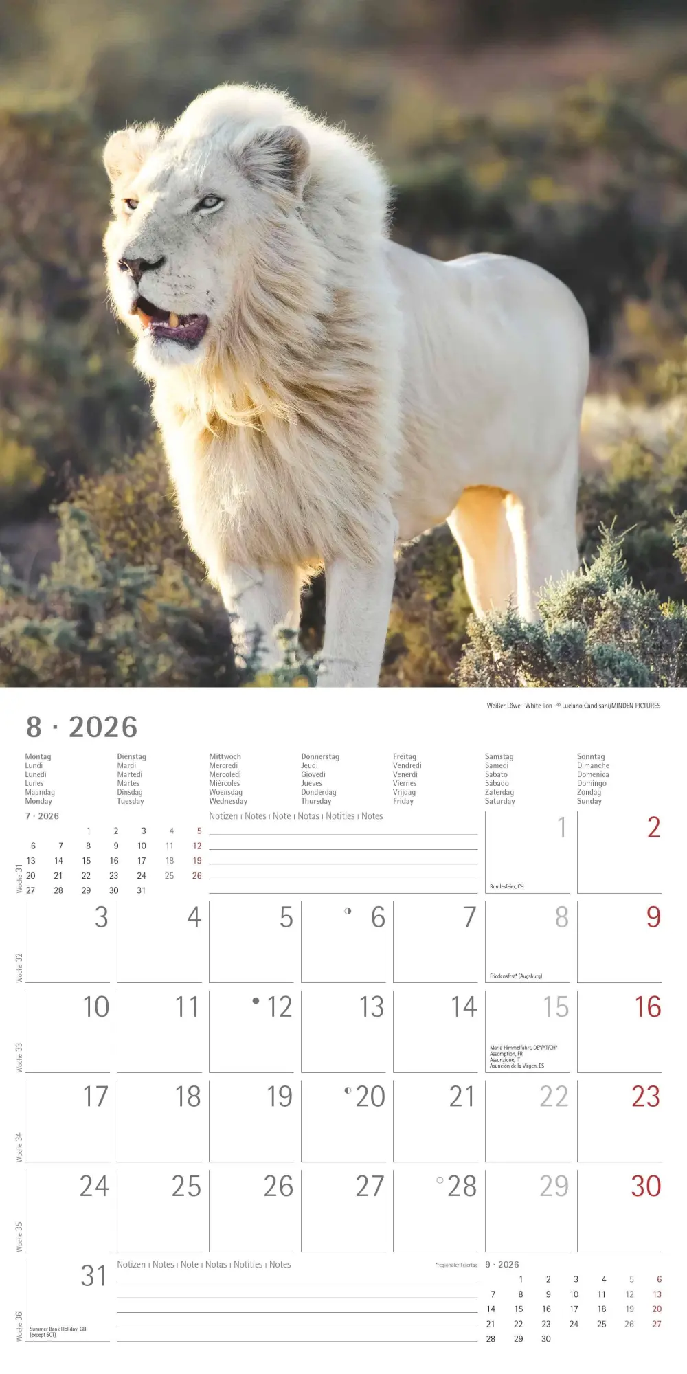Bild: 4069095003040 | Big Cats 2026 - Broschürenkalender 30x30 cm (30x60 geöffnet) -...