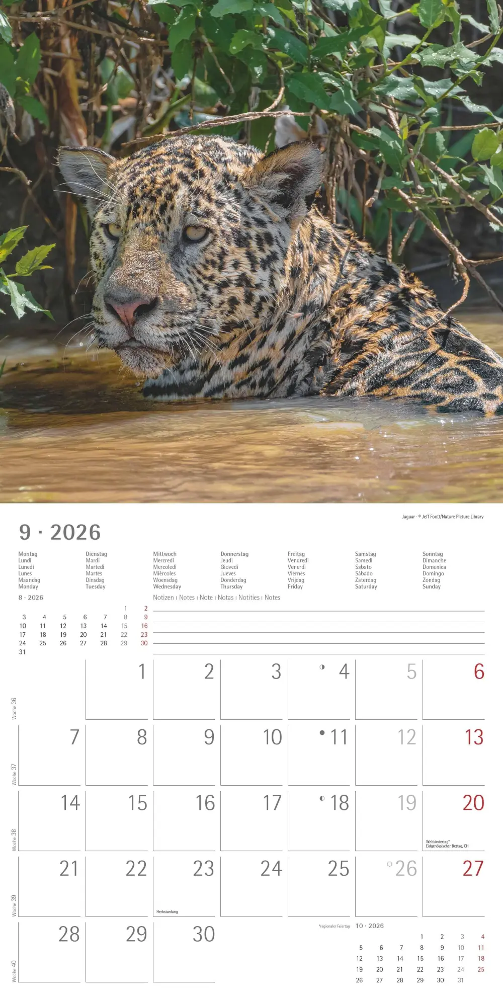 Bild: 4069095003040 | Big Cats 2026 - Broschürenkalender 30x30 cm (30x60 geöffnet) -...