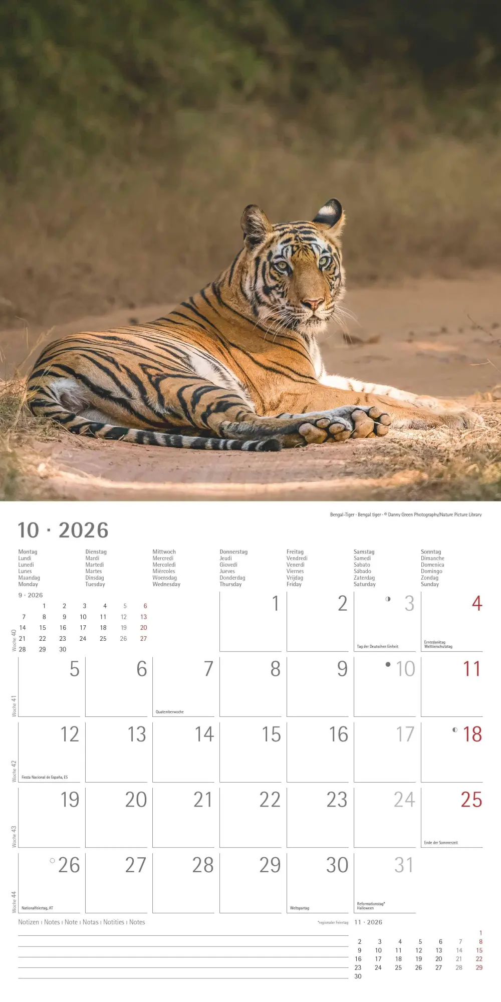 Bild: 4069095003040 | Big Cats 2026 - Broschürenkalender 30x30 cm (30x60 geöffnet) -...