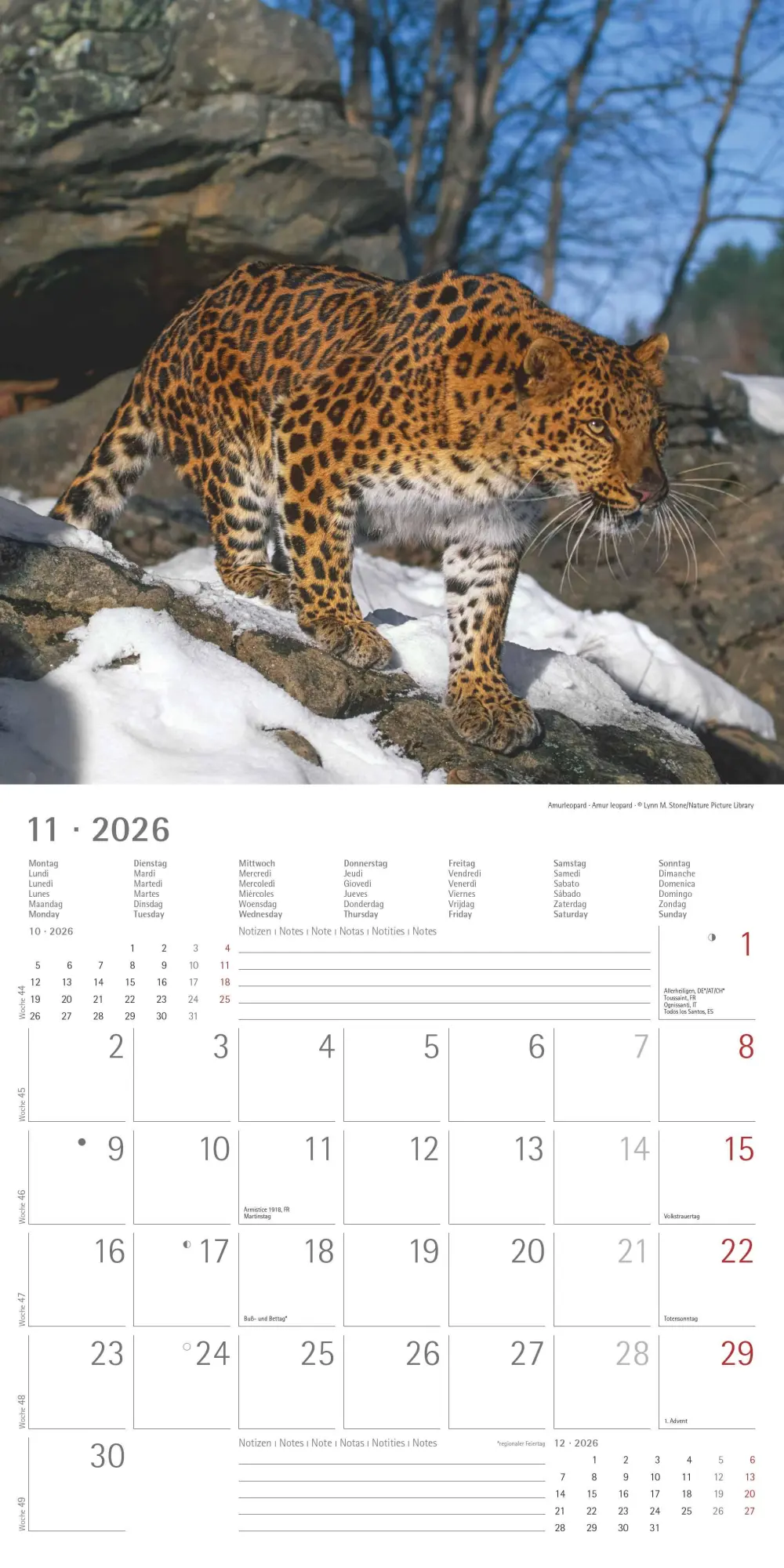 Bild: 4069095003040 | Big Cats 2026 - Broschürenkalender 30x30 cm (30x60 geöffnet) -...