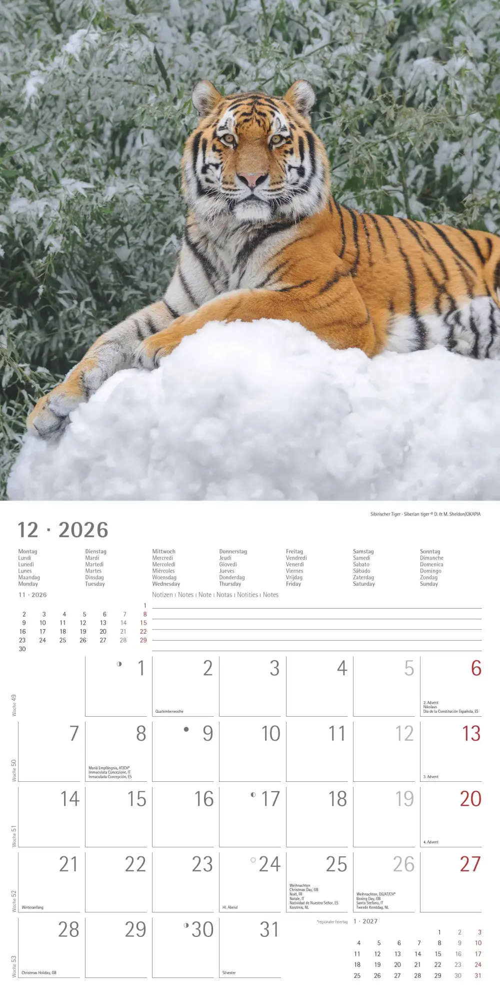 Bild: 4069095003040 | Big Cats 2026 - Broschürenkalender 30x30 cm (30x60 geöffnet) -...