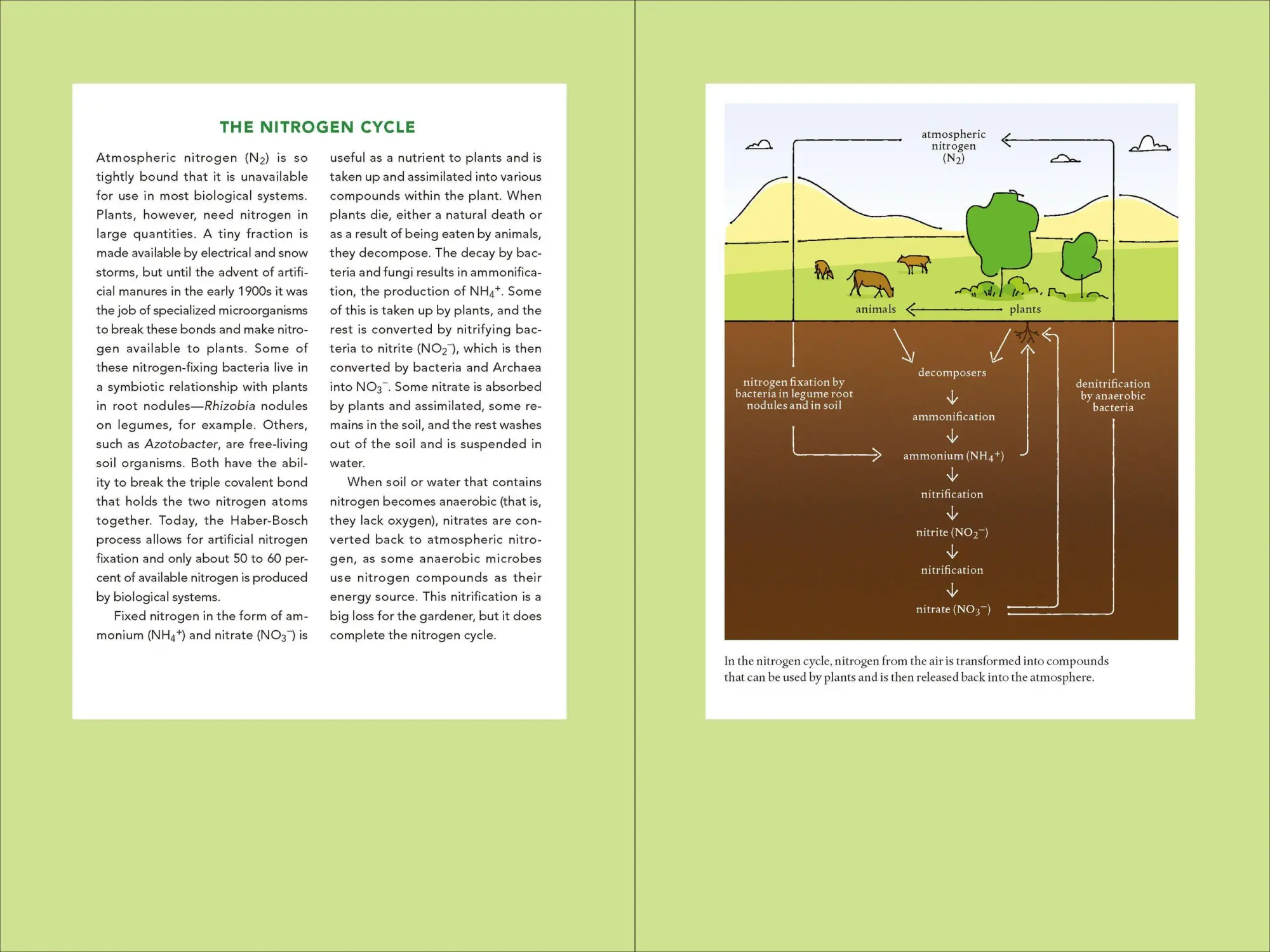 Bild: 9781604693140 | Teaming with Nutrients | Jeff Lowenfels | Buch | Gebunden | Englisch