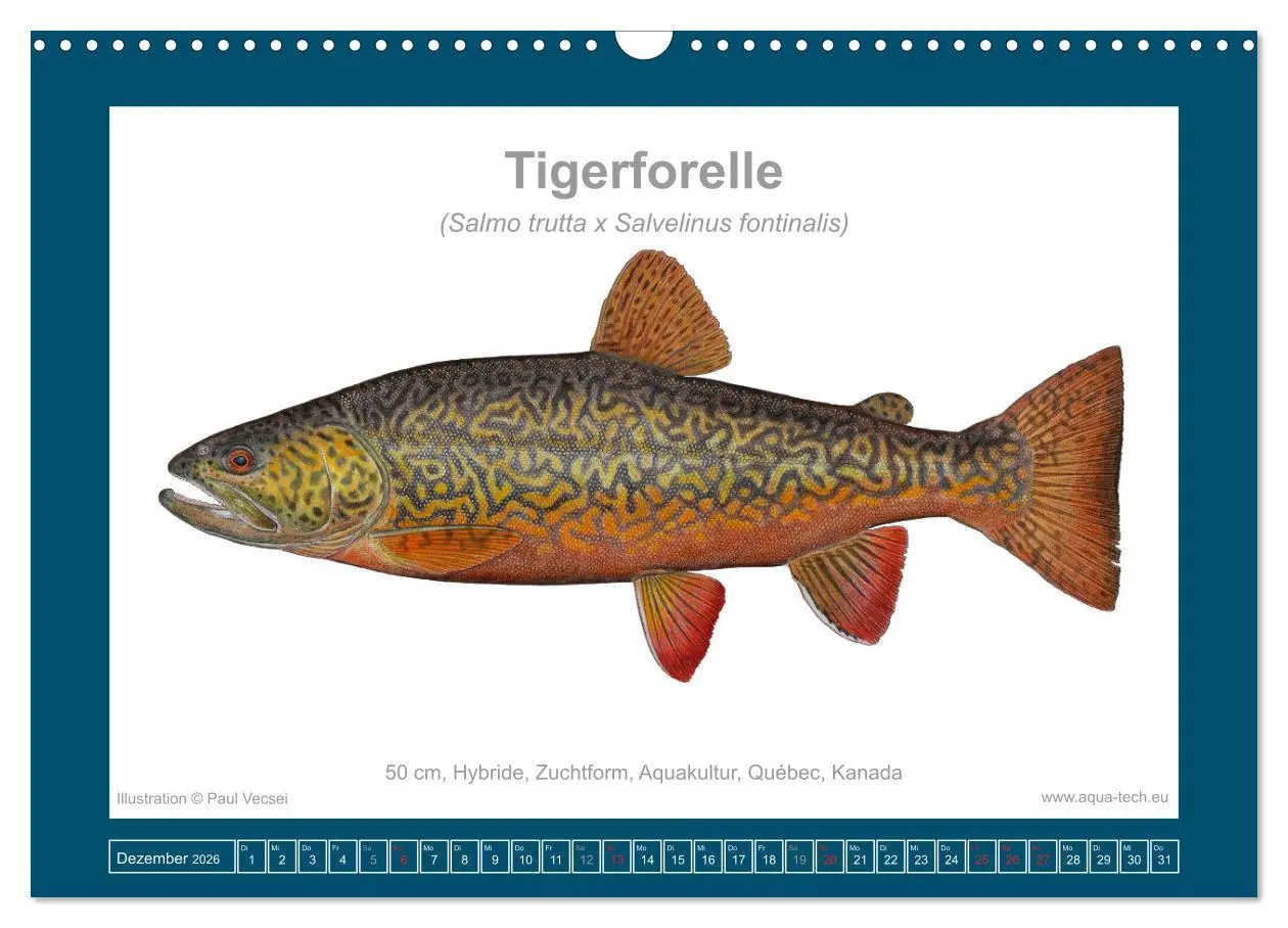 Bild: 9783516503340 | Fisch als Kunst 2026: Amerikanische Saiblinge (Wandkalender 2026...