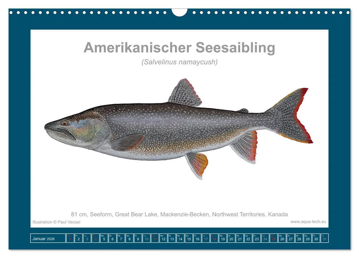 Bild: 9783516503340 | Fisch als Kunst 2026: Amerikanische Saiblinge (Wandkalender 2026...