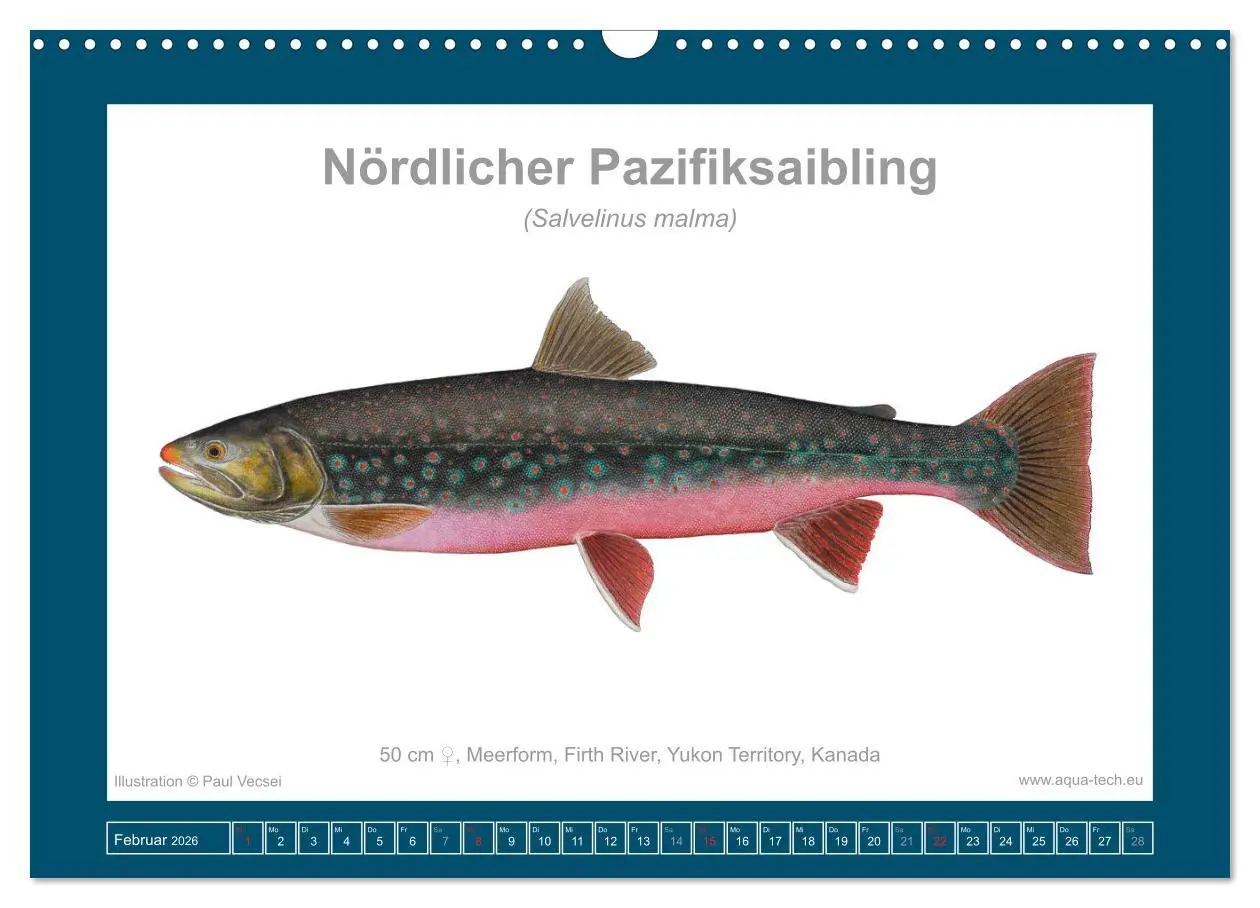 Bild: 9783516503340 | Fisch als Kunst 2026: Amerikanische Saiblinge (Wandkalender 2026...