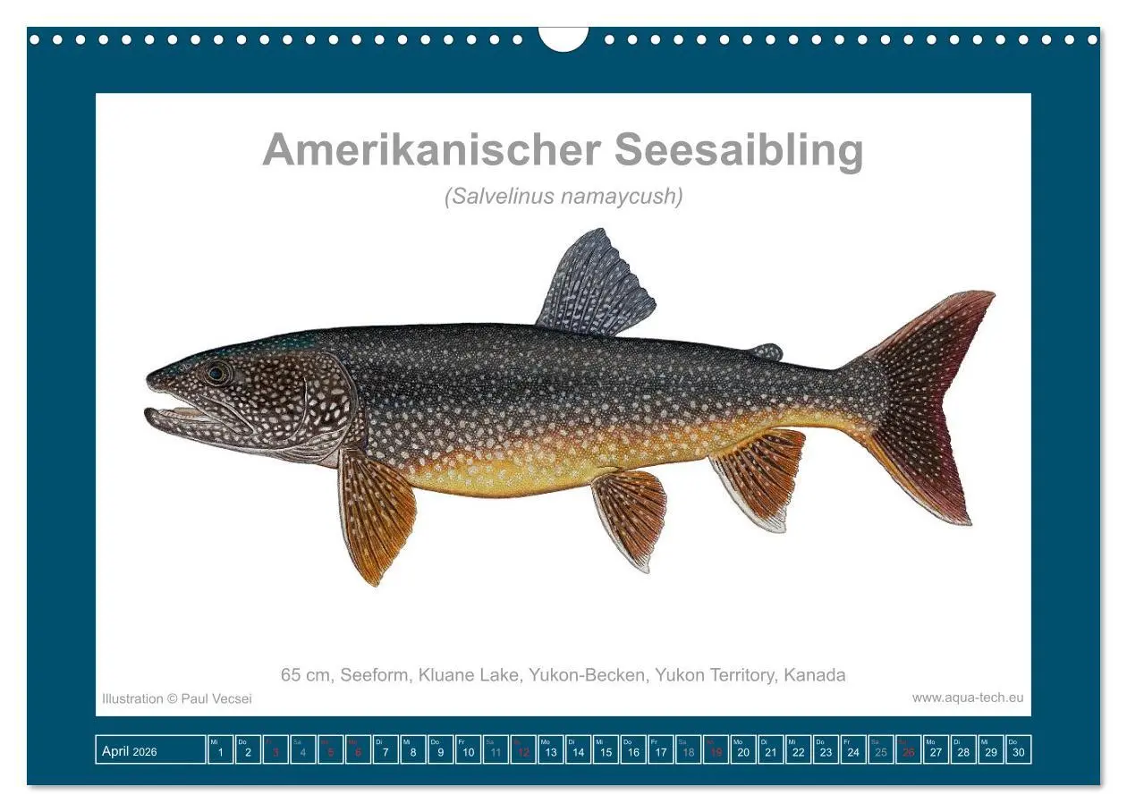 Bild: 9783516503340 | Fisch als Kunst 2026: Amerikanische Saiblinge (Wandkalender 2026...