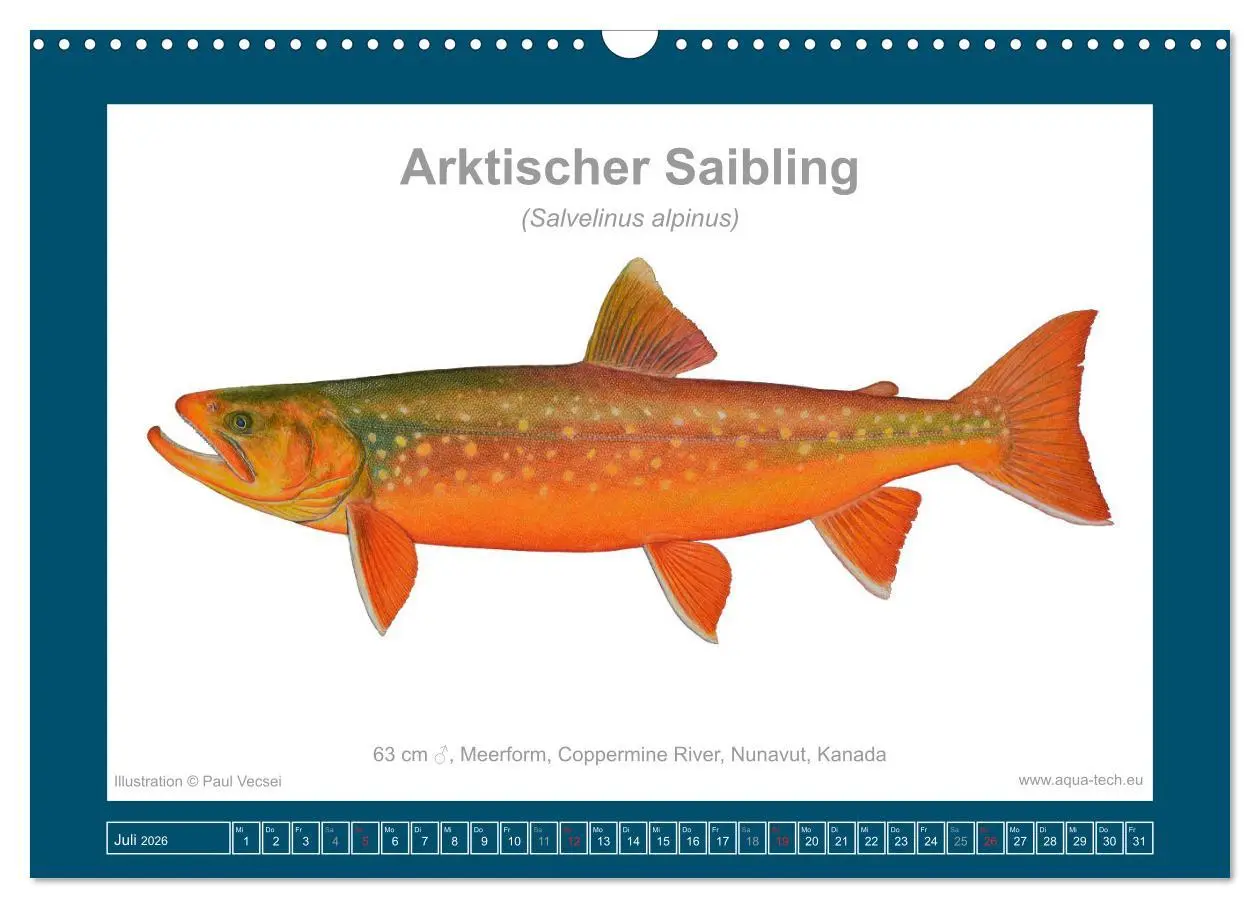 Bild: 9783516503340 | Fisch als Kunst 2026: Amerikanische Saiblinge (Wandkalender 2026...