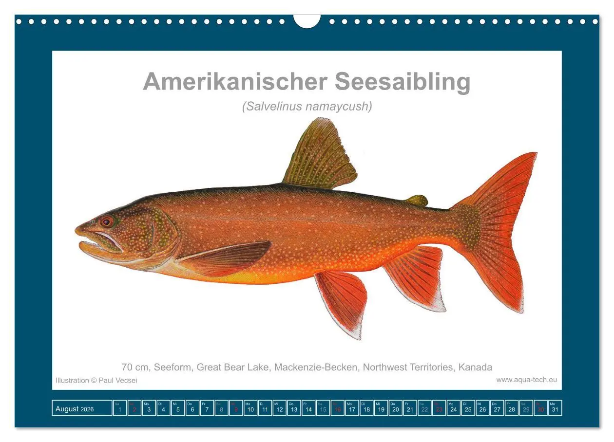 Bild: 9783516503340 | Fisch als Kunst 2026: Amerikanische Saiblinge (Wandkalender 2026...