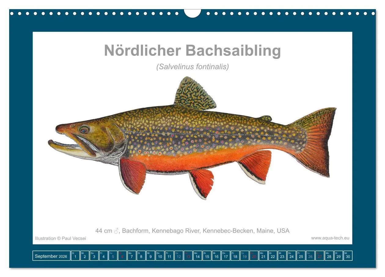 Bild: 9783516503340 | Fisch als Kunst 2026: Amerikanische Saiblinge (Wandkalender 2026...
