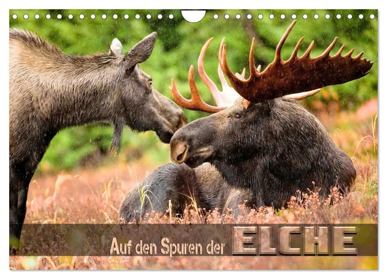 Cover: 9783569383340 | Auf den Spuren der Elche (Wandkalender 2027 DIN A4 quer), CALVENDO...
