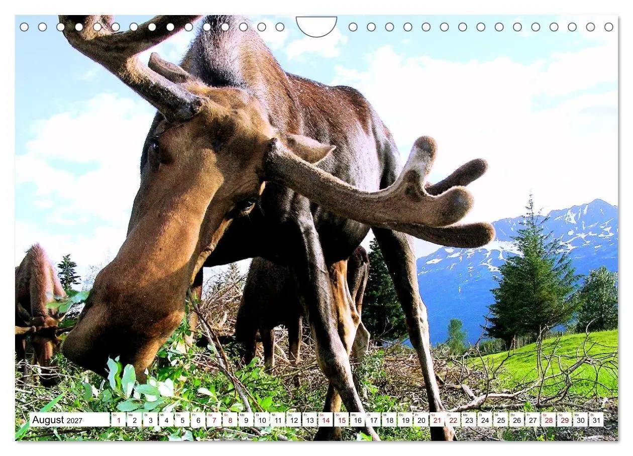 Bild: 9783569383340 | Auf den Spuren der Elche (Wandkalender 2027 DIN A4 quer), CALVENDO...
