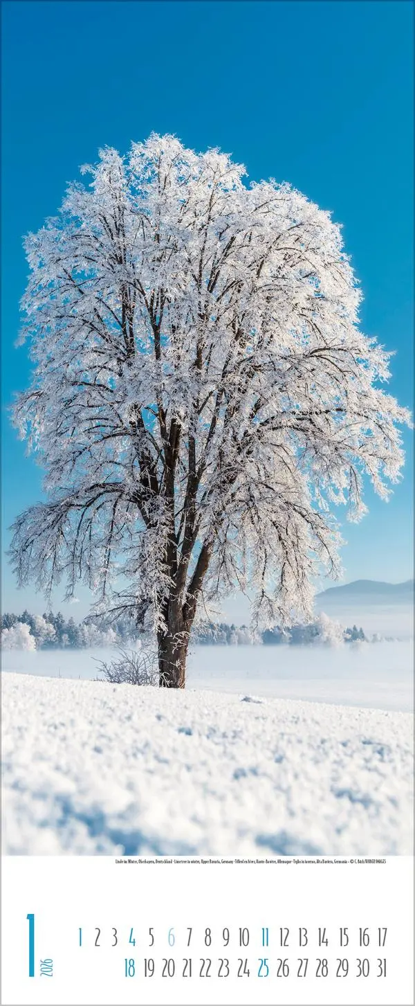Bild: 9783731883340 | Bäume 2026 | Verlag Korsch | Kalender | Spiralbindung | 14 S. | 2026