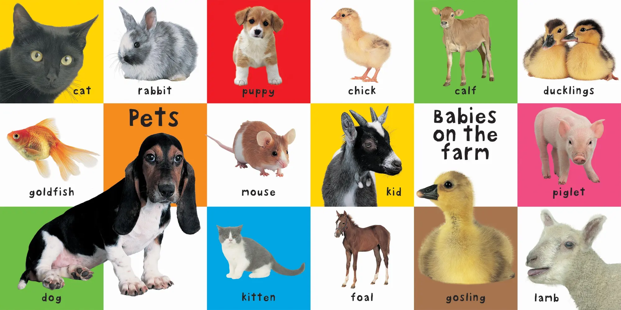 Bild: 9781843323440 | First 100 Animals | Priddy Books (u. a.) | Buch | Gebunden | Englisch