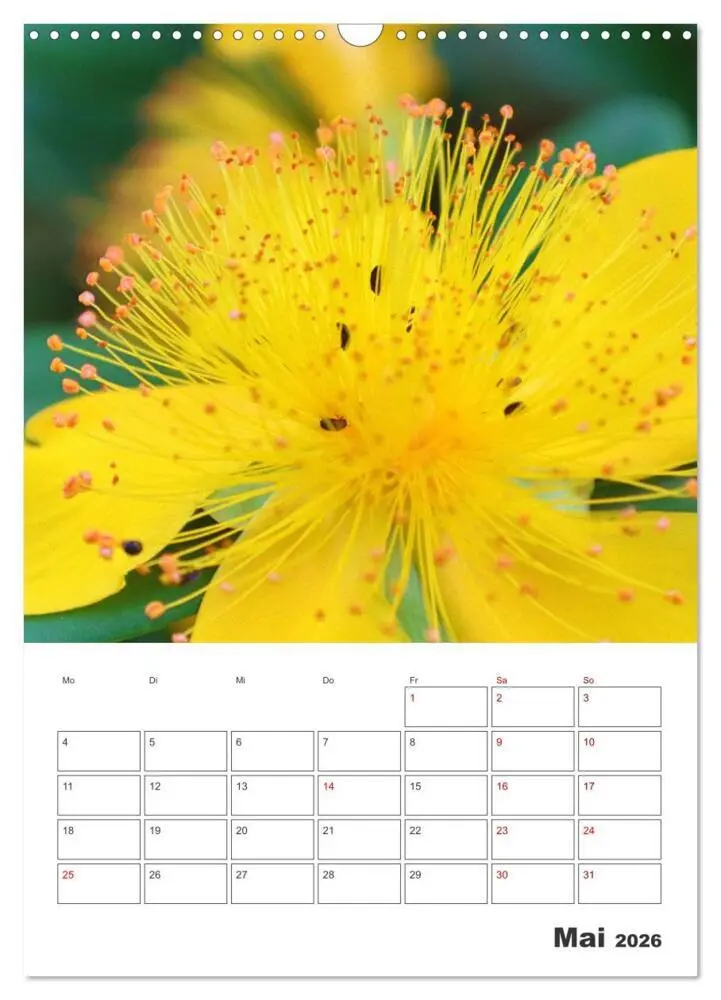 Bild: 9783516353440 | BLÜTENZAUBER (Wandkalender 2026 DIN A3 hoch), CALVENDO Monatskalender