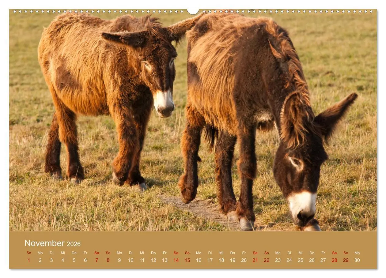 Bild: 9783457873540 | Baudet de Poitou - Seltene französische Langohren (Wandkalender...