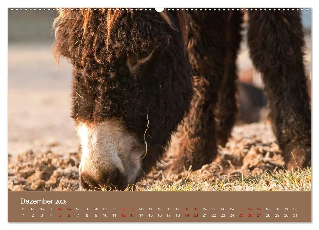 Bild: 9783457873540 | Baudet de Poitou - Seltene französische Langohren (Wandkalender...