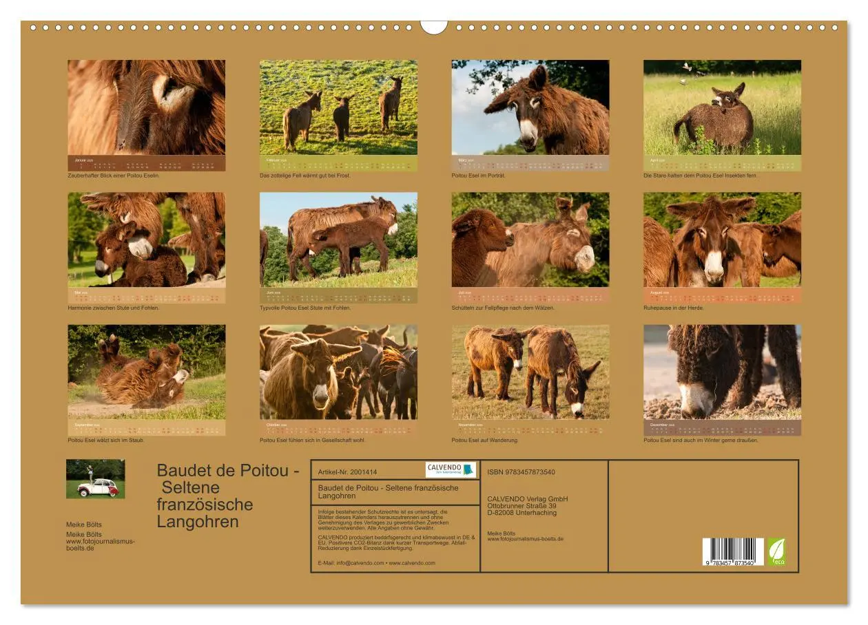 Bild: 9783457873540 | Baudet de Poitou - Seltene französische Langohren (Wandkalender...