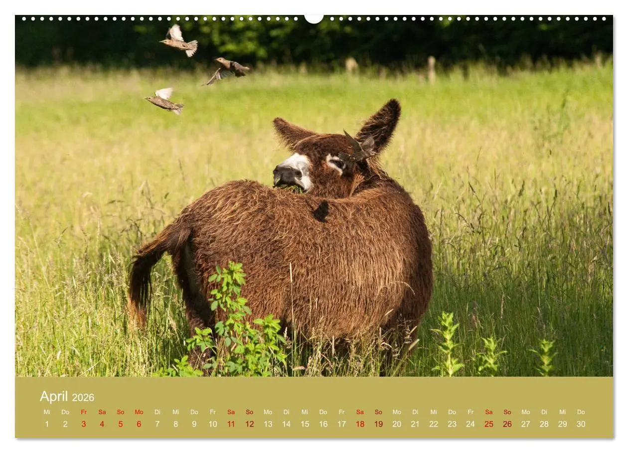 Bild: 9783457873540 | Baudet de Poitou - Seltene französische Langohren (Wandkalender...