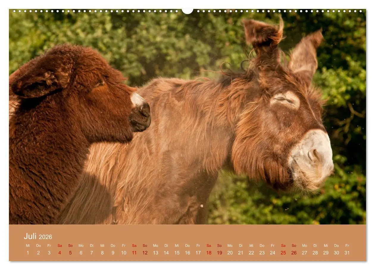 Bild: 9783457873540 | Baudet de Poitou - Seltene französische Langohren (Wandkalender...