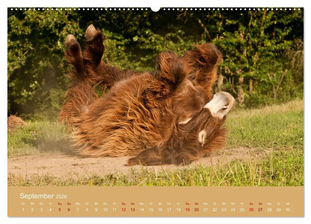Bild: 9783457873540 | Baudet de Poitou - Seltene französische Langohren (Wandkalender...
