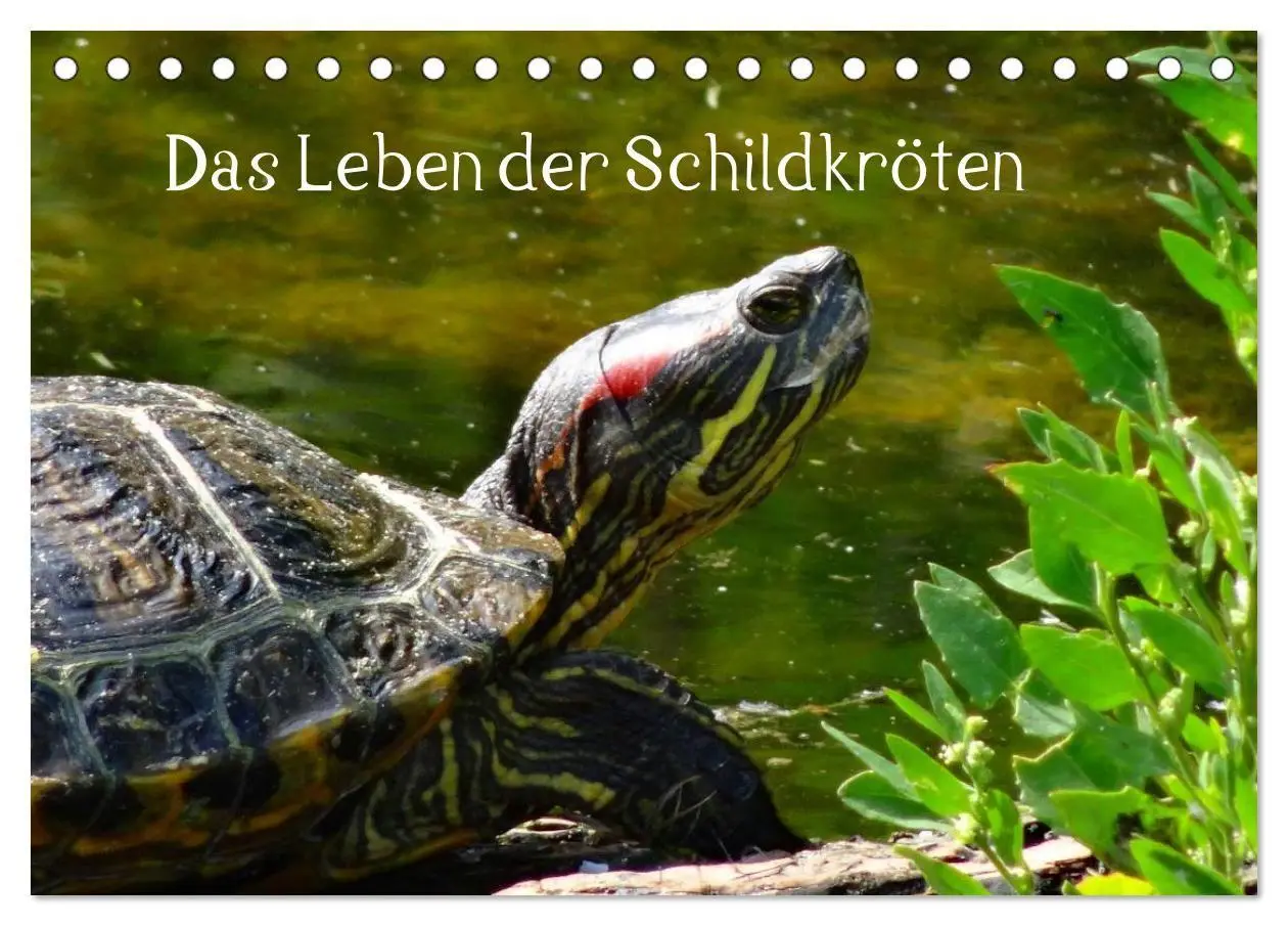 Cover: 9783594173640 | Das Leben der Schildkröten (Tischkalender 2027 DIN A5 quer),...