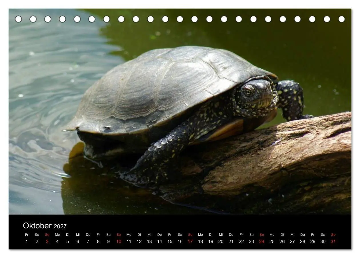Bild: 9783594173640 | Das Leben der Schildkröten (Tischkalender 2027 DIN A5 quer),...