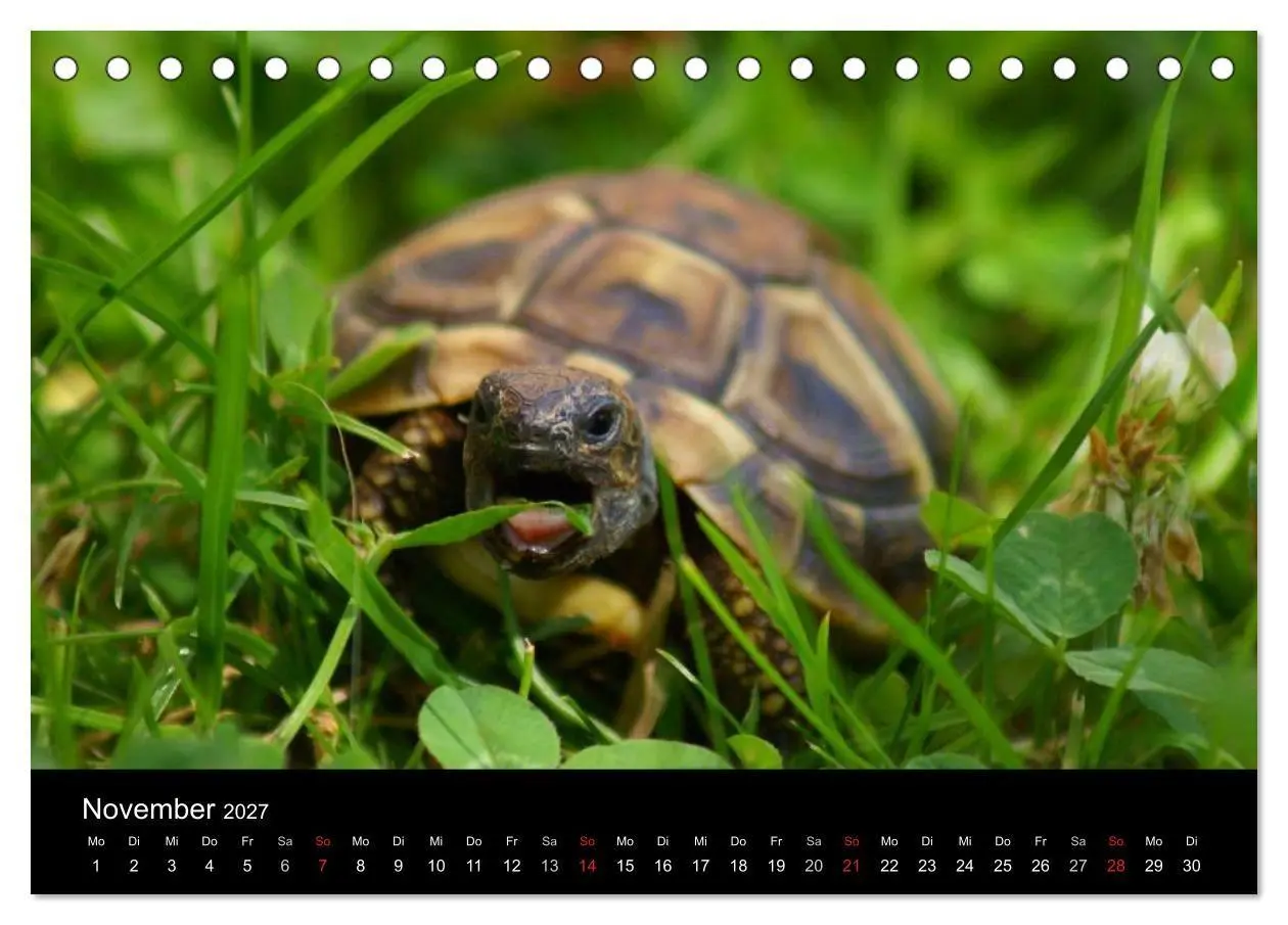 Bild: 9783594173640 | Das Leben der Schildkröten (Tischkalender 2027 DIN A5 quer),...