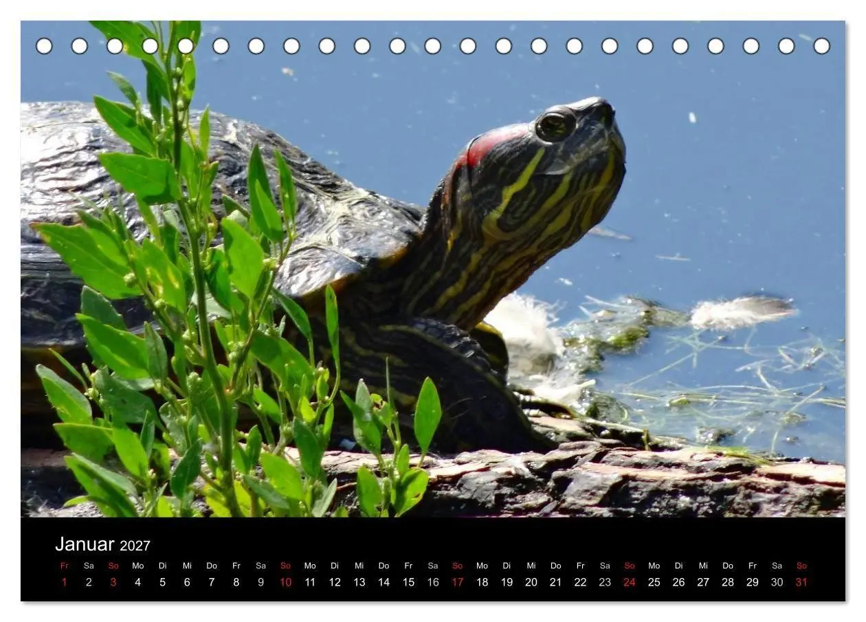 Bild: 9783594173640 | Das Leben der Schildkröten (Tischkalender 2027 DIN A5 quer),...