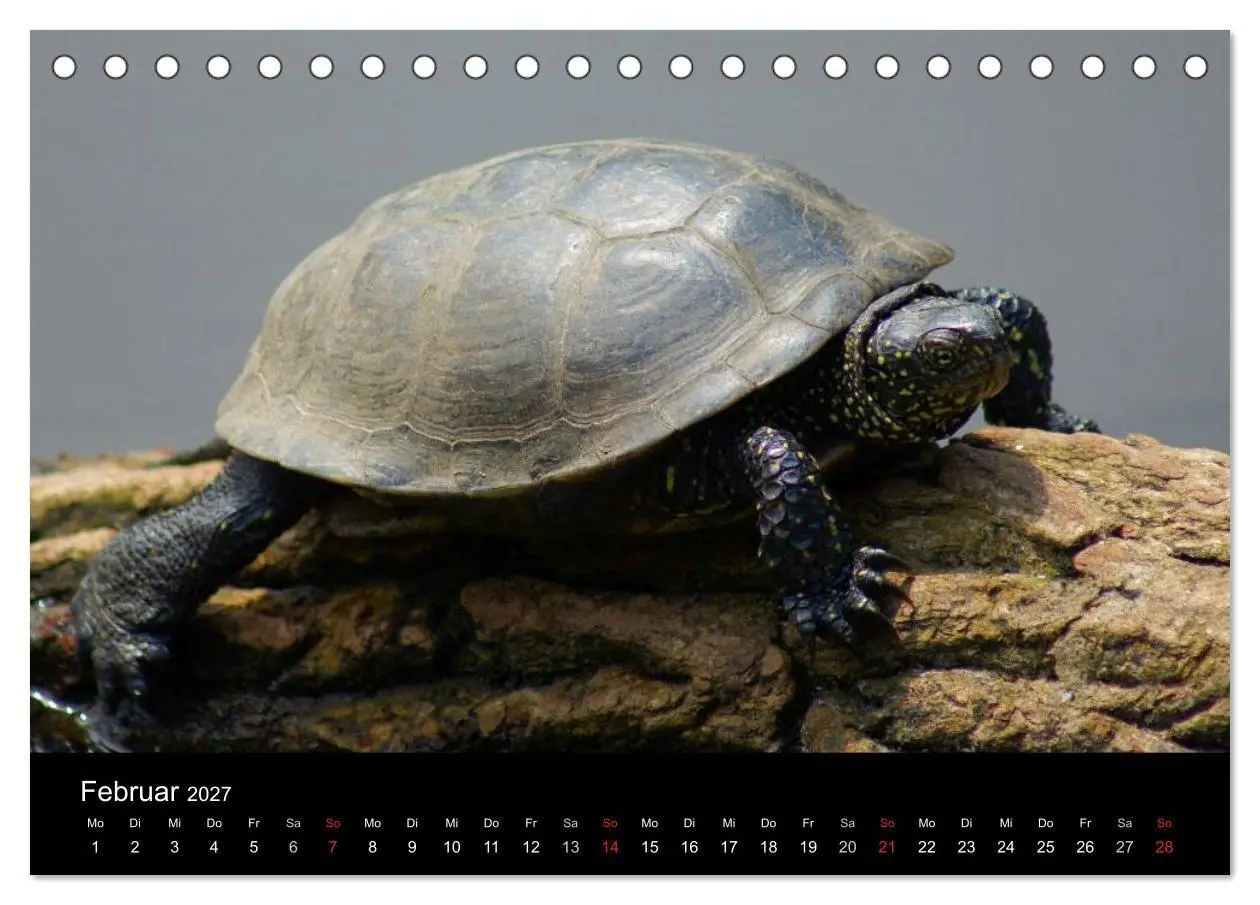 Bild: 9783594173640 | Das Leben der Schildkröten (Tischkalender 2027 DIN A5 quer),...