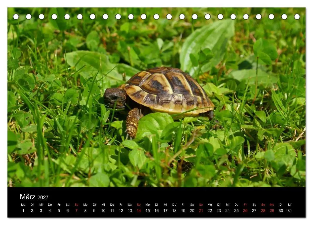 Bild: 9783594173640 | Das Leben der Schildkröten (Tischkalender 2027 DIN A5 quer),...